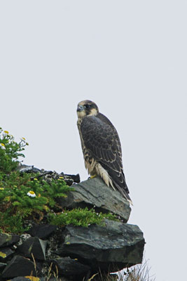 Peregrine Falcon by Betty Fold Gallery